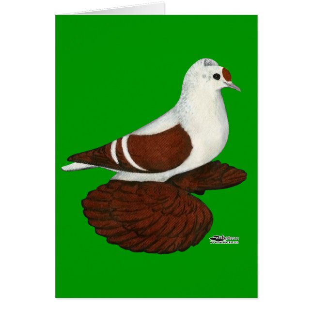 Red Wing Pigeon (Voorkant)