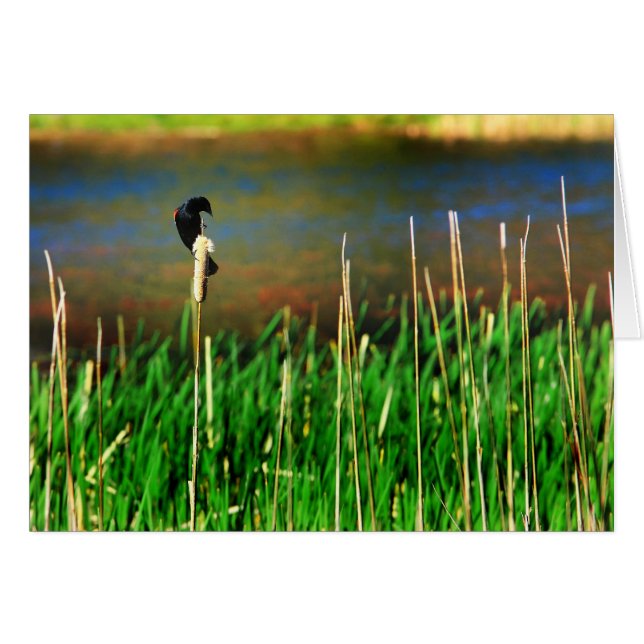 Red Winged Blackbird (Voorkant Horizontaal)