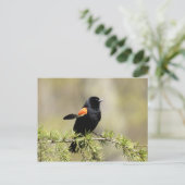 Red Winged Blackbird Briefkaart (Staand voorkant)