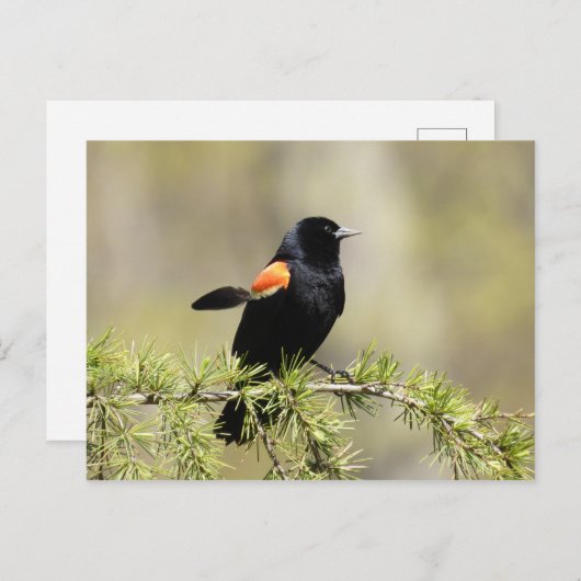 Red Winged Blackbird Briefkaart (Voorkant / Achterkant)
