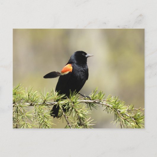 Red Winged Blackbird Briefkaart (Voorkant)