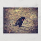 Red Winged Blackbird Briefkaart (Voorkant)