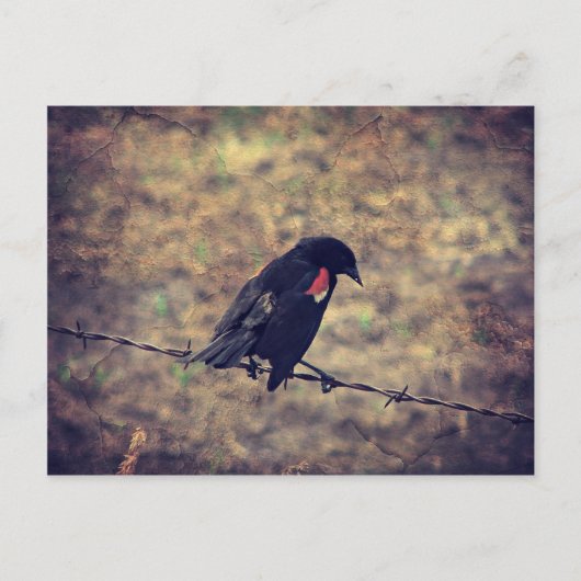 Red Winged Blackbird Briefkaart (Voorkant)