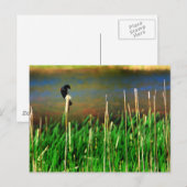 Red Winged Blackbird Briefkaart (Voorkant / Achterkant)