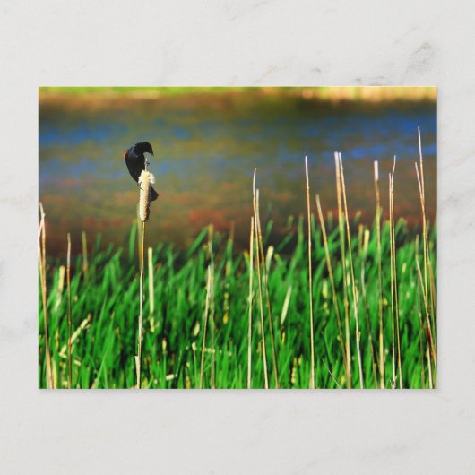 Red Winged Blackbird Briefkaart (Voorkant)