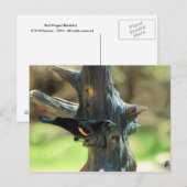 Red Winged Blackbird Briefkaart (Voorkant / Achterkant)