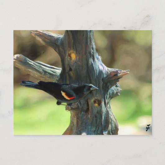 Red Winged Blackbird Briefkaart (Voorkant)