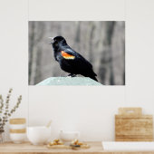 Red Winged Blackbird Call to Spring Poster (Keuken)
