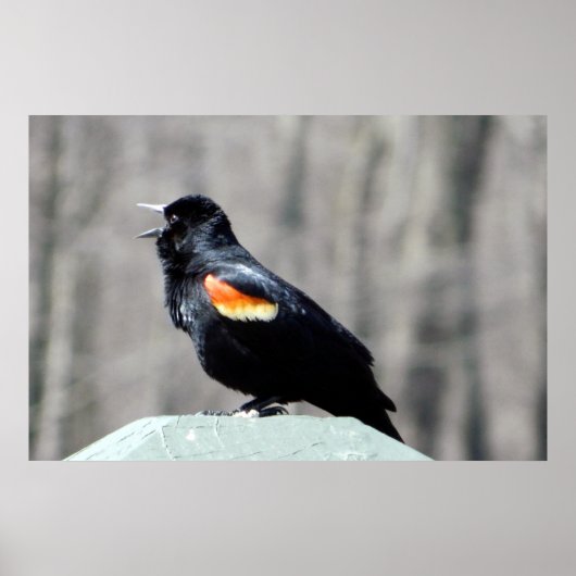 Red Winged Blackbird Call to Spring Poster (Voorkant)