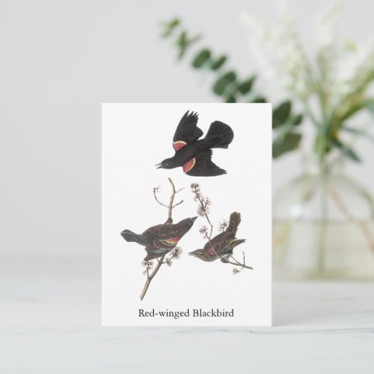 Red-Winged Blackbird, John Audubon Briefkaart (Staand voorkant)