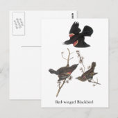 Red-Winged Blackbird, John Audubon Briefkaart (Voorkant / Achterkant)