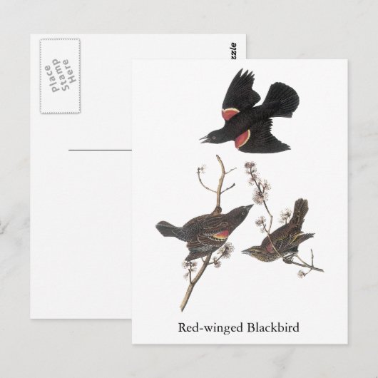 Red-Winged Blackbird, John Audubon Briefkaart (Voorkant / Achterkant)
