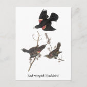 Red-Winged Blackbird, John Audubon Briefkaart (Voorkant)