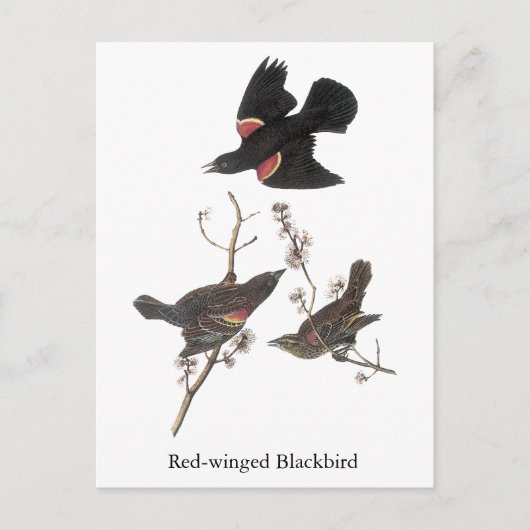 Red-Winged Blackbird, John Audubon Briefkaart (Voorkant)