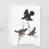 Red-Winged Blackbird, John Audubon Kaart (Voorkant)