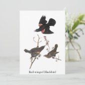 Red-Winged Blackbird, John Audubon Kaart (Staand voorkant)