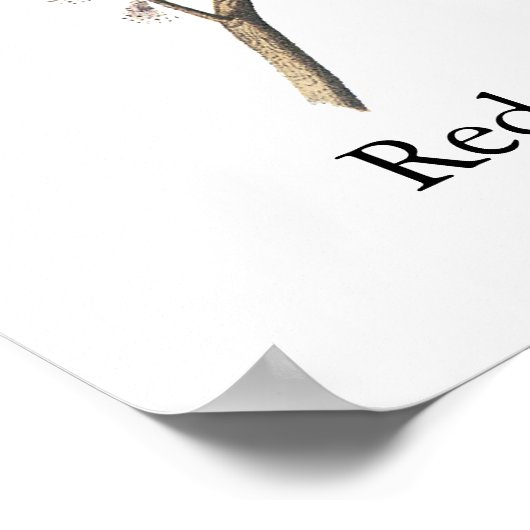 Red-Winged Blackbird, John Audubon Poster (Hoek)