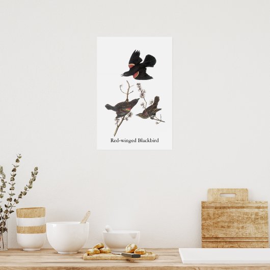Red-Winged Blackbird, John Audubon Poster (Keuken)