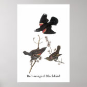 Red-Winged Blackbird, John Audubon Poster (Voorkant)