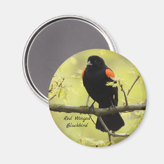 Red Winged Blackbird Magneet (Voorkant / Achterkant)