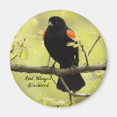 Red Winged Blackbird Magneet (Voorkant)