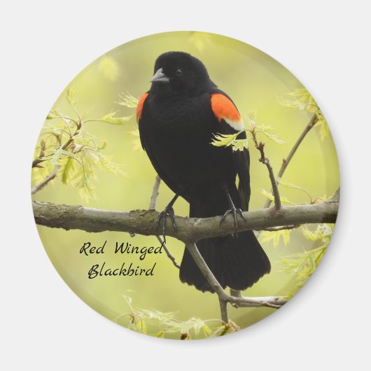 Red Winged Blackbird Magneet (Voorkant)
