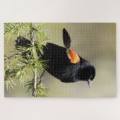 Red Winged Blackbird met een doezelaar. Legpuzzel (Horizontaal)