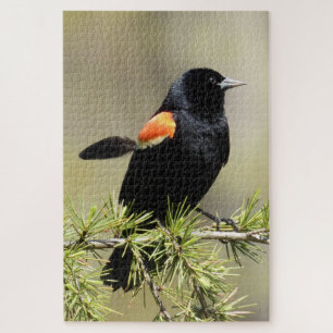 Red Winged Blackbird met een doezelaar. Legpuzzel