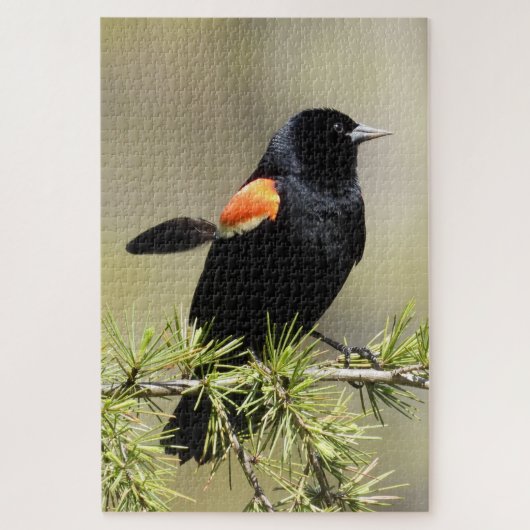 Red Winged Blackbird met een doezelaar. Legpuzzel (Verticaal)