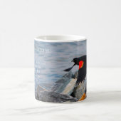 RED-WINGED BLACKBIRD - mok (Center)