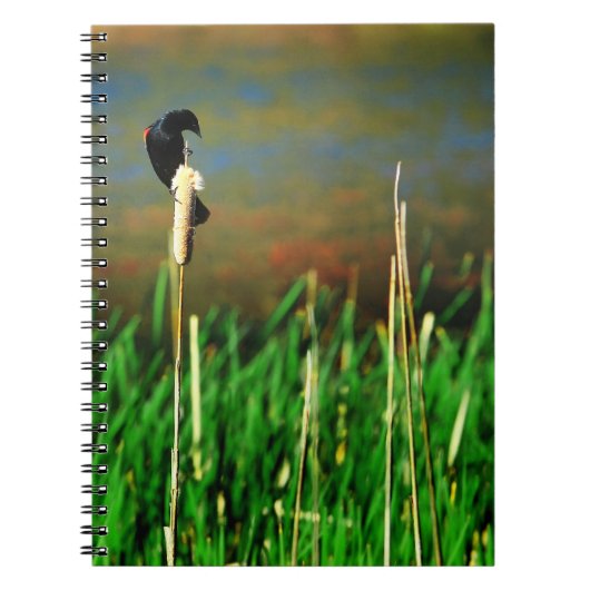 Red Winged Blackbird op een Cattail Notitieboek (Voorkant)