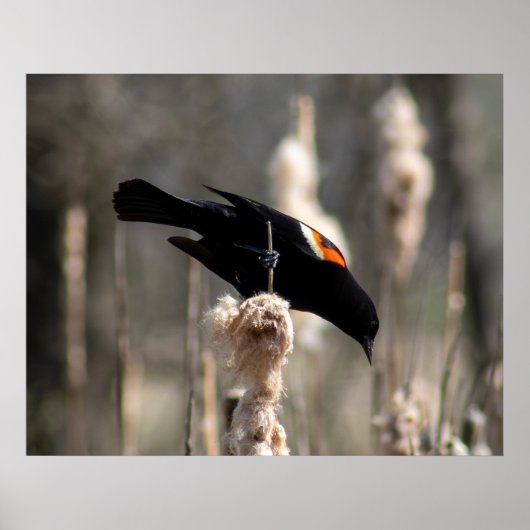 Red Winged Blackbird Poster (Voorkant)