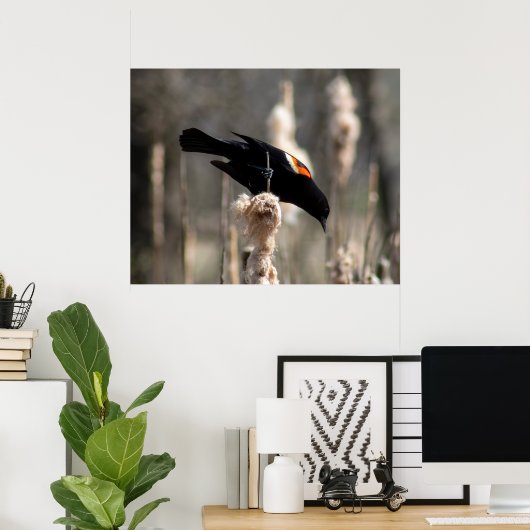 Red Winged Blackbird Poster (Thuiskantoor)