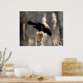 Red Winged Blackbird Poster (Keuken)
