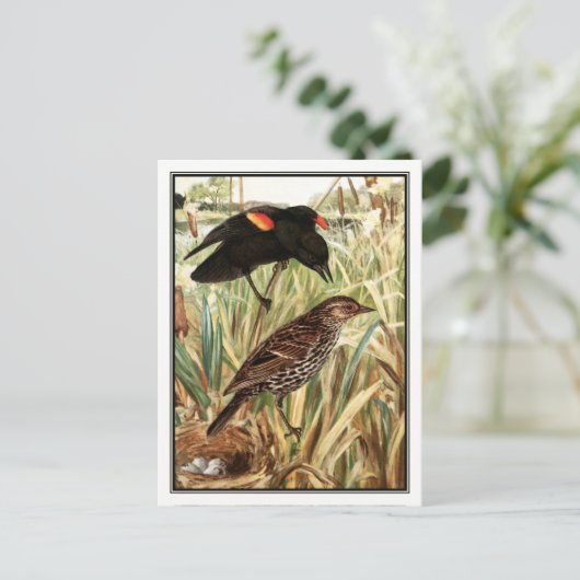Red-Winged Blackbird - Robert Bruce Horsfall Briefkaart (Staand voorkant)