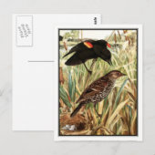 Red-Winged Blackbird - Robert Bruce Horsfall Briefkaart (Voorkant / Achterkant)