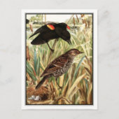 Red-Winged Blackbird - Robert Bruce Horsfall Briefkaart (Voorkant)