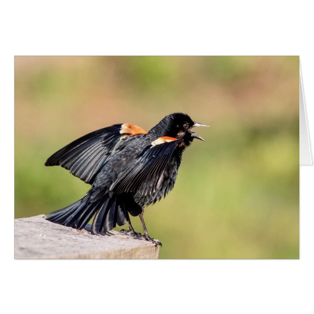 Red Winged Blackbird Singing (Voorkant Horizontaal)