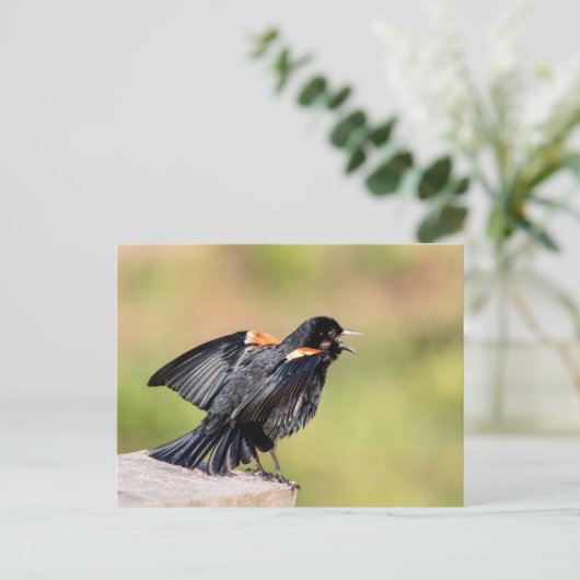 Red Winged Blackbird Singing Briefkaart (Staand voorkant)