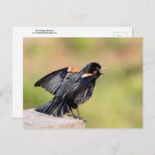Red Winged Blackbird Singing Briefkaart (Voorkant / Achterkant)