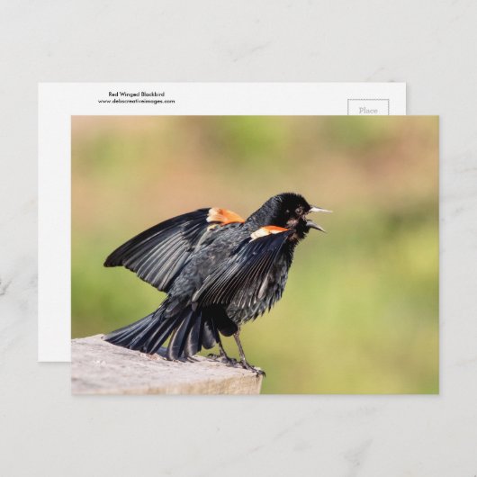 Red Winged Blackbird Singing Briefkaart (Voorkant / Achterkant)