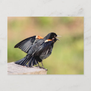 Red Winged Blackbird Singing Briefkaart