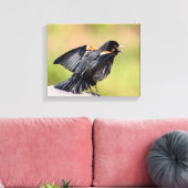 Red Winged Blackbird Singing Canvas Afdruk (Insitu (Woonkamer))