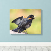 Red Winged Blackbird Singing Canvas Afdruk (Insitu (Houten vloer))