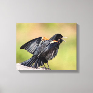 Red Winged Blackbird Singing Canvas Afdruk