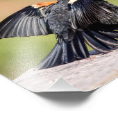 Red Winged Blackbird Singing Foto Afdruk (Hoek)