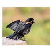 Red Winged Blackbird Singing Foto Afdruk (Voorkant)