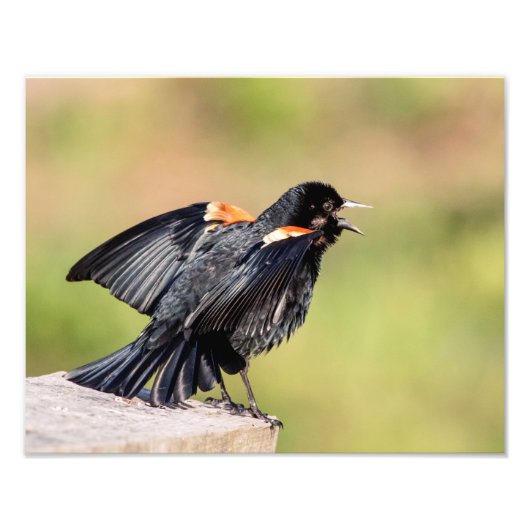 Red Winged Blackbird Singing Foto Afdruk (Voorkant)