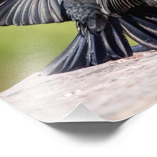 Red Winged Blackbird Singing Foto Afdruk (Hoek)