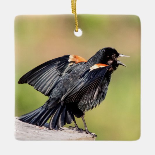 Red Winged Blackbird Singing Keramisch Ornament (Voorkant)